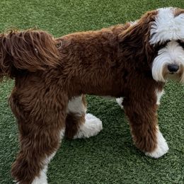 Australian Labradoodles and Labradoodles from Glory Labradoodle’s