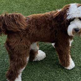 Australian Labradoodles and Labradoodles from Glory Labradoodle’s