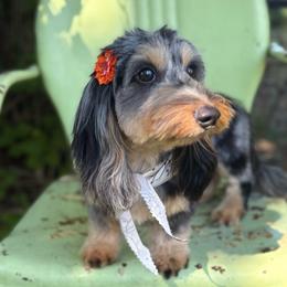 Bee 🐝 - Dachshund