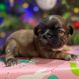 AKC Biscuit - Sable male Shih Tzu puppy in Paintsville, Kentucky from Molly B's ShihTzus
