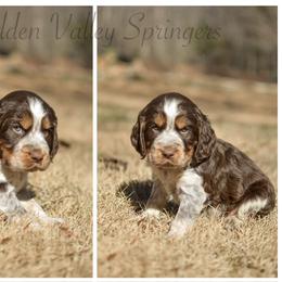 Benny - Tri-Roan male English Springer Spaniel puppy in Westminster, South Carolina from Hidden Valley Springers