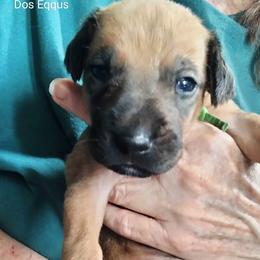 Boy 3 - male Rhodesian Ridgeback puppy in Alabama from Celtic Lore Ridgebacks