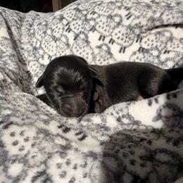Bonejangles - Sable male German Shepherd puppy in Perrysburg, Ohio from Fancy GSDs LLC