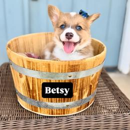 Betsy - Fawn female Pembroke Welsh Corgi puppy in Norman, Oklahoma from Charm Farm Corgis