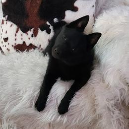 Faolan - Schipperke
