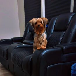 Buffy - Yorkshire Terrier