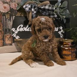 Bernedoodle, Goldendoodle, and Poodle Puppies from 4goldendoodles