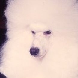 Poodles from Kamann Poodles