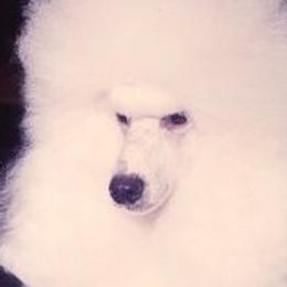 Poodles from Kamann Poodles