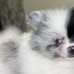 Pomeranians and Pomskies from AMAYSING Pups