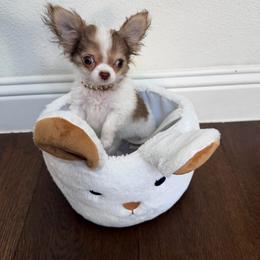 EXCLUSIVE , extra tiny - Dolly, 9500 - Cream and white female Chihuahua puppy in Burleson, Texas from Tiny Diiamond Chihuahua