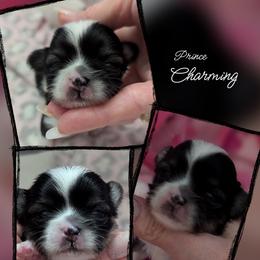Prince Charming - Piebald male Morkie puppy in Eureka, California from Bratpack Babydolls