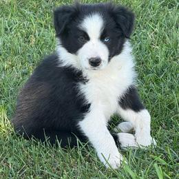 Rex - Black and white male Border Collie puppy in Dorr, Michigan from Pineview Farm