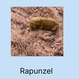AKC Standard poodle Rapunzel - Apricot female Poodle puppy in Harrisburg, Arkansas from Ransone’s Ridge Runners Poodles and Doodles