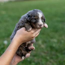 Alex Standard Bernedoodle - Blue merle male Bernedoodle puppy in Eureka, Illinois from Joley Aire Family Dogs