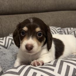 Matt - Piebald male Dachshund puppy in Lawrenceville, Georgia from Chivi Paws