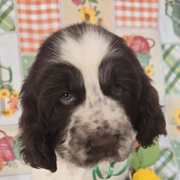 Jack O Lantern - Liver and white male English Springer Spaniel puppy in Brodhead, Wisconsin from Pinwheel Acres