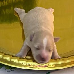 Rockford - Wheaten male Miniature Schnauzer puppy in Russell, Kentucky from Marjorie's Simply Schnauzer