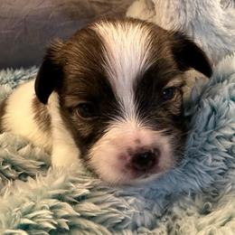 Ringo - White and sable male Papillon puppy in Central Florida, Florida from Sunshine Papillons Central Florida