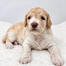 Nelson - Cream male Goldendoodle puppy in Calhoun, Georgia from FamilyLoved Doodles