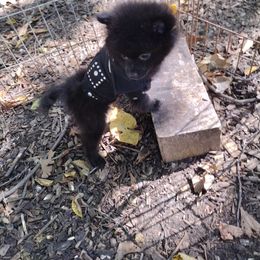 Girl 3 - Pomeranian puppy in Garrett, Indiana from Crystal Riff