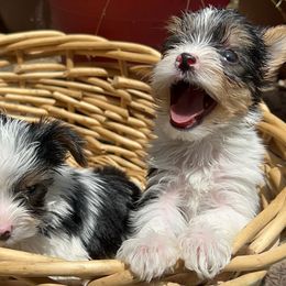Girl 2 - Parti Yorkshire Terrier puppy in Keyser, West Virginia from Bella’s Yorkies