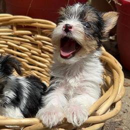 Girl 2 - Parti Yorkshire Terrier puppy in Keyser, West Virginia from Bella’s Yorkies