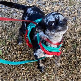 Bubbles - Chihuahua