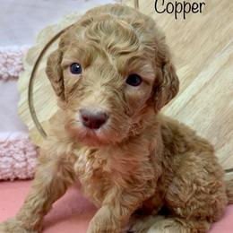 Copper - Red  male Goldendoodle puppy in Calhoun, Georgia from FamilyLoved Doodles