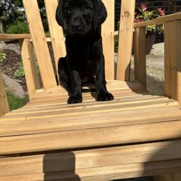 Labrador Retriever Puppies from Hunter’s Moon Retrievers