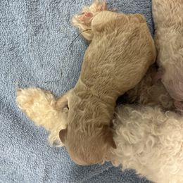 Girl 2 - Apricot female Poodle puppy in Bellwood, Nebraska from Sunflower Poodles