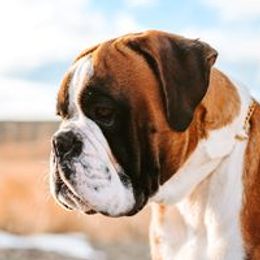 Maximus - Boxer