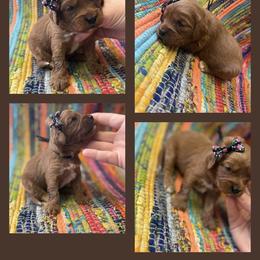 Girl 7 - Red female Cavapoo puppy in Harrah, Oklahoma from Sunshines Pomeranians & Cavapoos