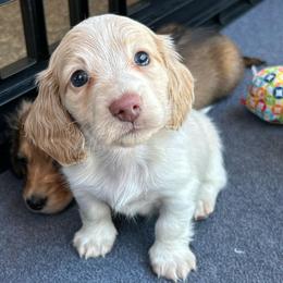 Cream Pied Dapple Boy - Cream male Dachshund puppy in Belfair, Washington from CreekSide Mini Doxies