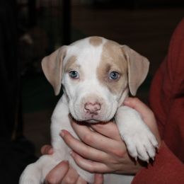 American Pit Bull Terrier Puppies from Mika Tica Kennels