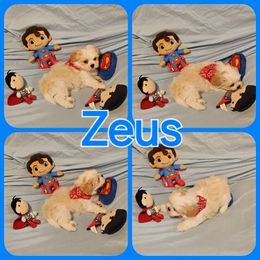 Shih Tzu Puppies from Pure Beauty Shih Tzu Pups