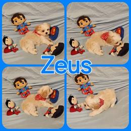 Shih Tzu Puppies from Pure Beauty Shih Tzu Pups