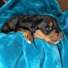 Theo - Black and tan male Schnoodle puppy in Warrensburg, Missouri from Dreamer Ridge Puppies