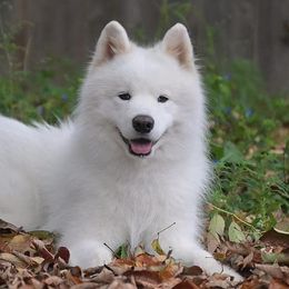 Samoyeds from Quanta Samoyeds