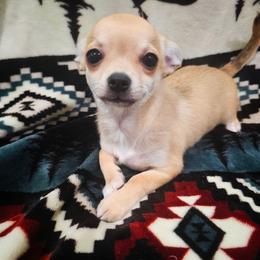 Millie - Fawn female Chihuahua puppy in Joliet, Illinois from Chihuahua and frenchie favs