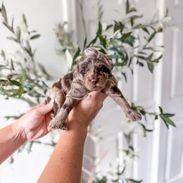 Bluebell - Merle female Goldendoodle puppy in Greencastle, Indiana from Willow & Co.