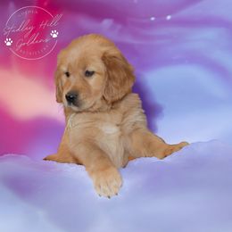 Golden Retriever Puppies from Studley Hill Goldens, LLC.
