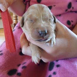 Red - Dark golden female Golden Retriever puppy in Lanesboro, Minnesota from Eagle Ridge Golden Retrievers