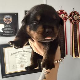 Boy 2 - Black and mahogany male Rottweiler puppy in Cleveland, Texas from Vom Haus Fantasy Rottweiler Kennel