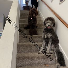 Poodle All Grown Up from New Beginnings Standard Poodles