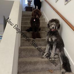 Poodle All Grown Up from New Beginnings Standard Poodles