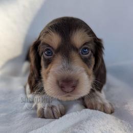 Boy 3 - Piebald male Dachshund puppy in San Diego, California from Sweetheart Doxies LLC