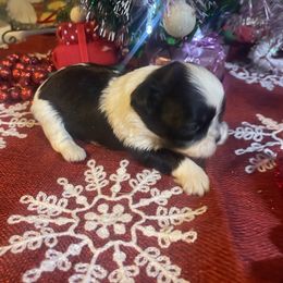 Ivy - Black and white female Shih Tzu puppy in Pleasant Shade, Tennessee from Kuntry Tyme Shih Tzus