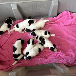Wire Fox Terrier Puppies from CharLaDan