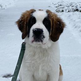 Saint Berdoodles from Bentley's Beloved Paws